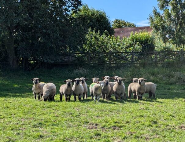 Our neighbours