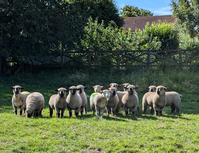 Our Neighbours